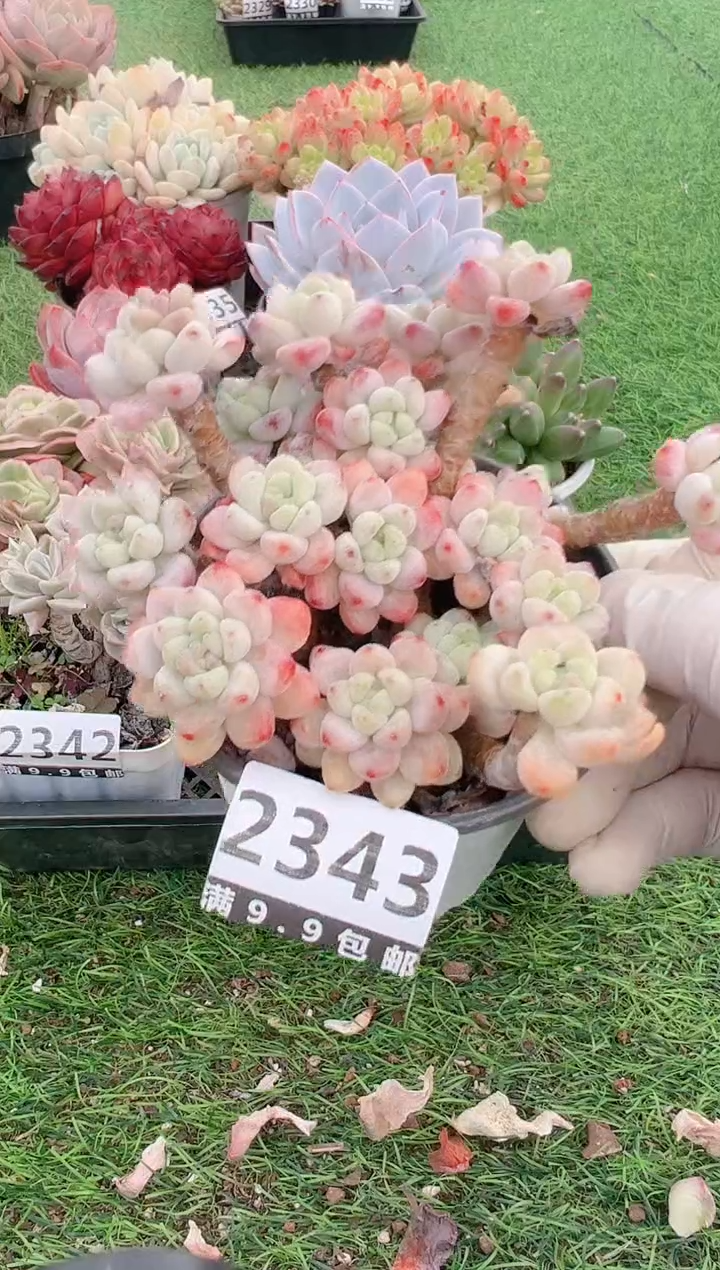 【闪购商品】信福多肉一物一拍