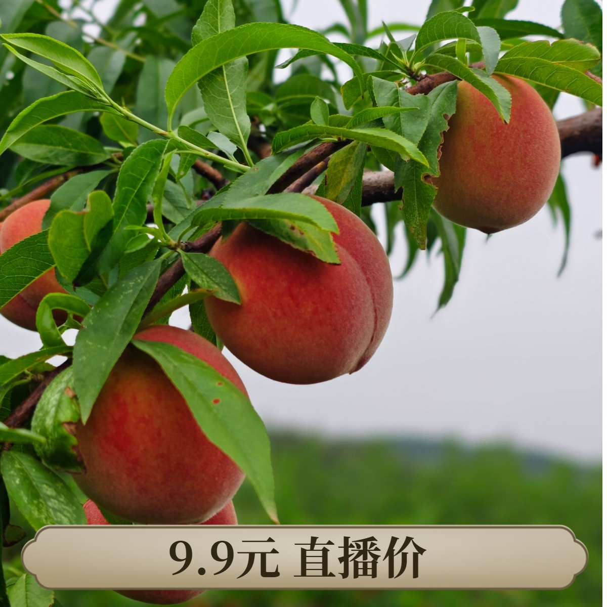 【直播专享】枣阳高山小红桃新鲜现摘脆桃子果香浓郁9.9三斤