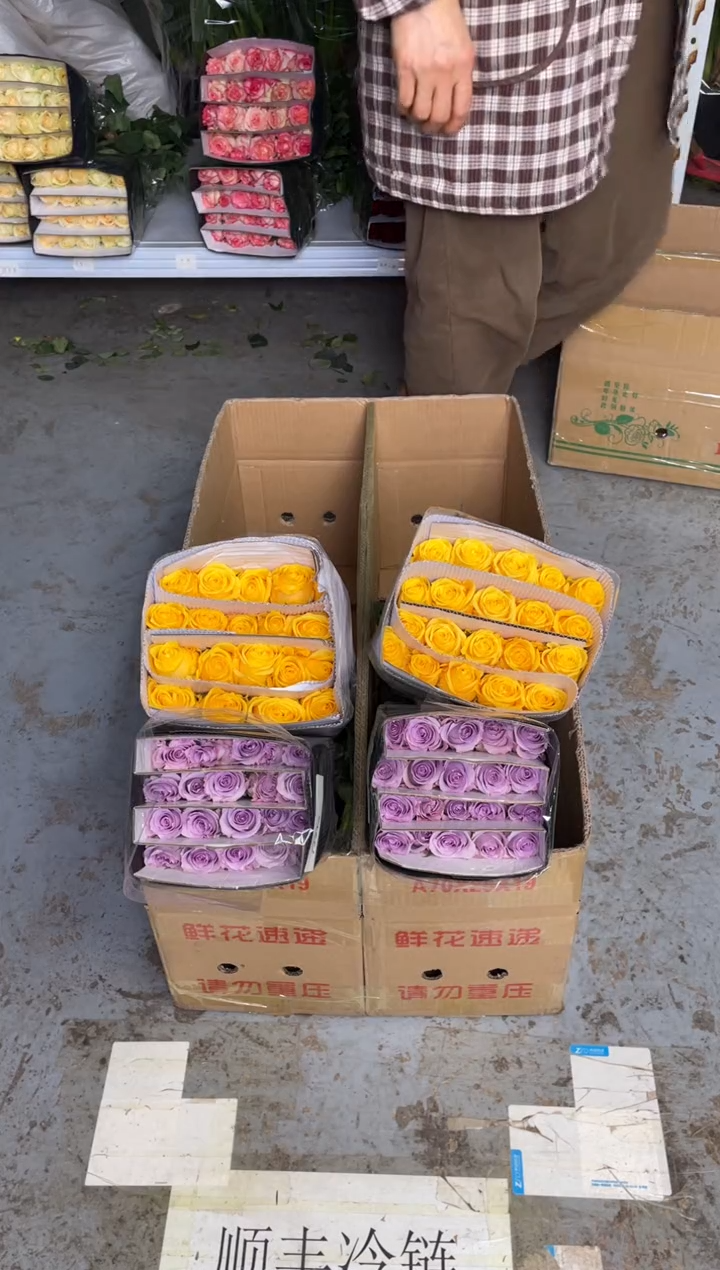 金枝20枝+海洋之歌20枝