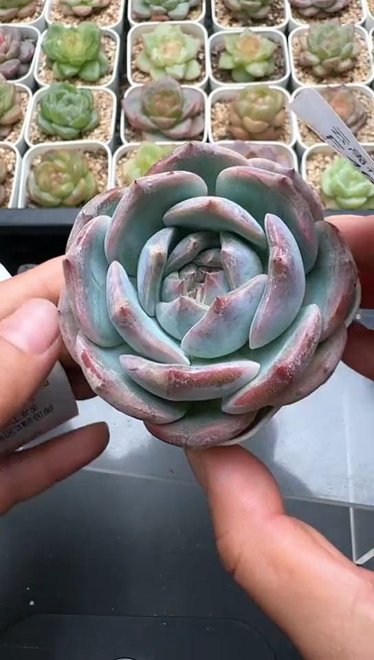 467F云禹多肉植物 默认脱土纸巾打包 3颗包邮