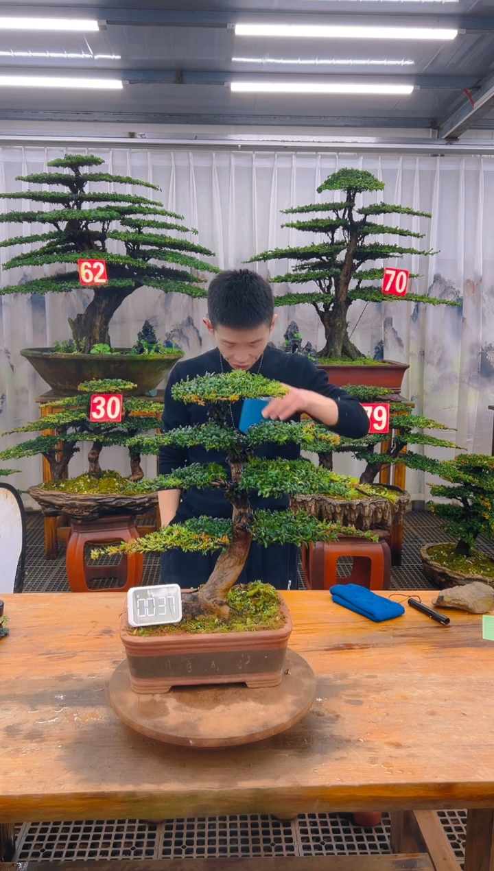 无花朵精品盆景直播间一物一拍