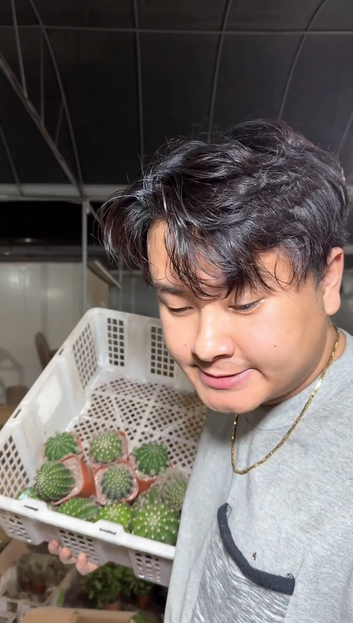 10颗 实生根 金刚彩草 3-5cm