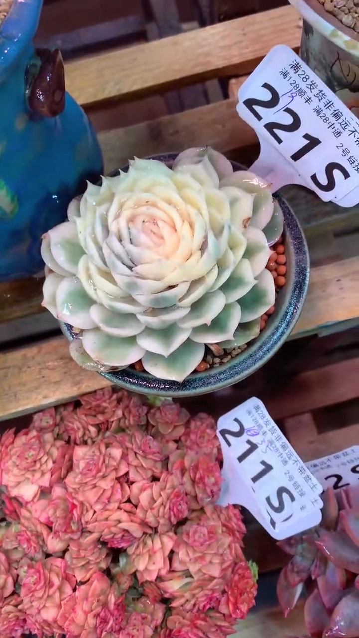 221S（一物一拍，精品多肉，所见即所得 ）
