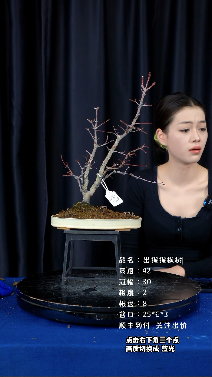 【闪购商品】出猩猩枫树