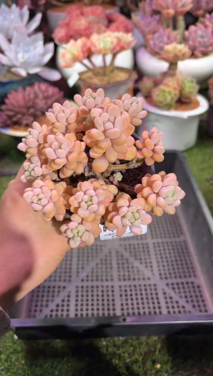 【闪购商品】11317