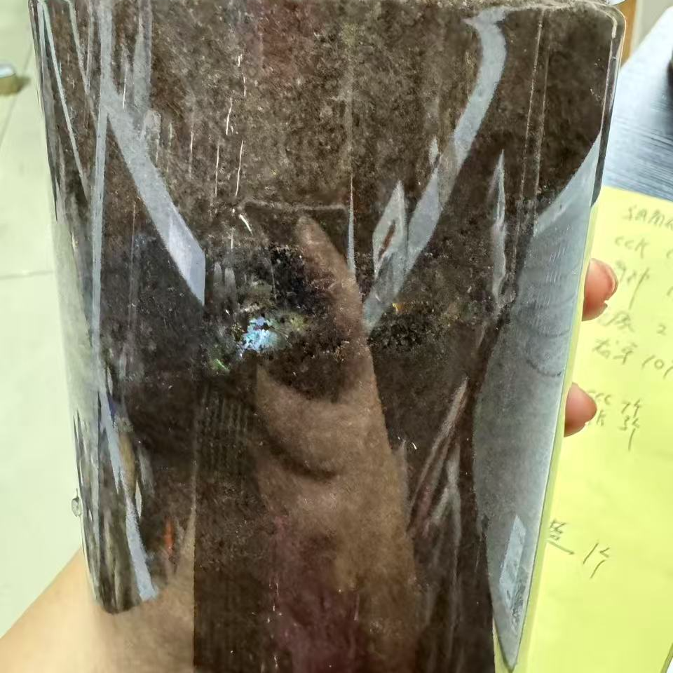 彩虹锹甲 活体成虫 盲盒（拍）琉璃1号