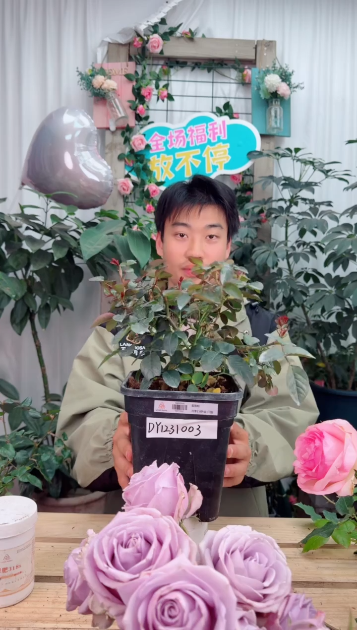 当前无花栽培后可以开花2.8升扦插 盈盈粉 DY1231003