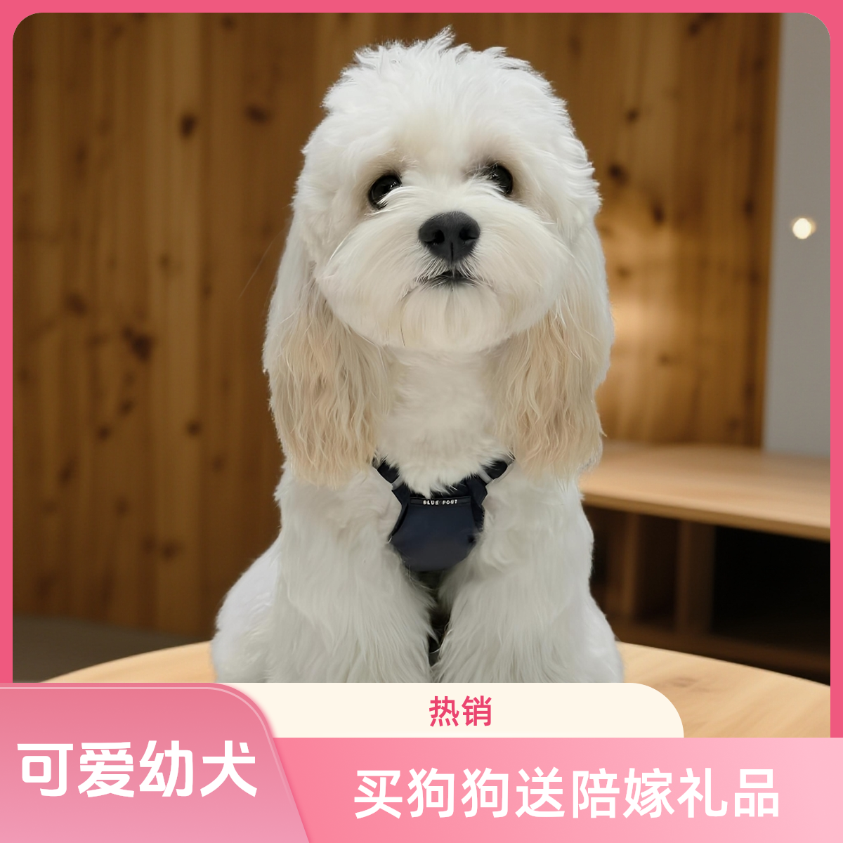 可卡熊.比熊.可卡布   幼犬宠物活体狗狗等你来选