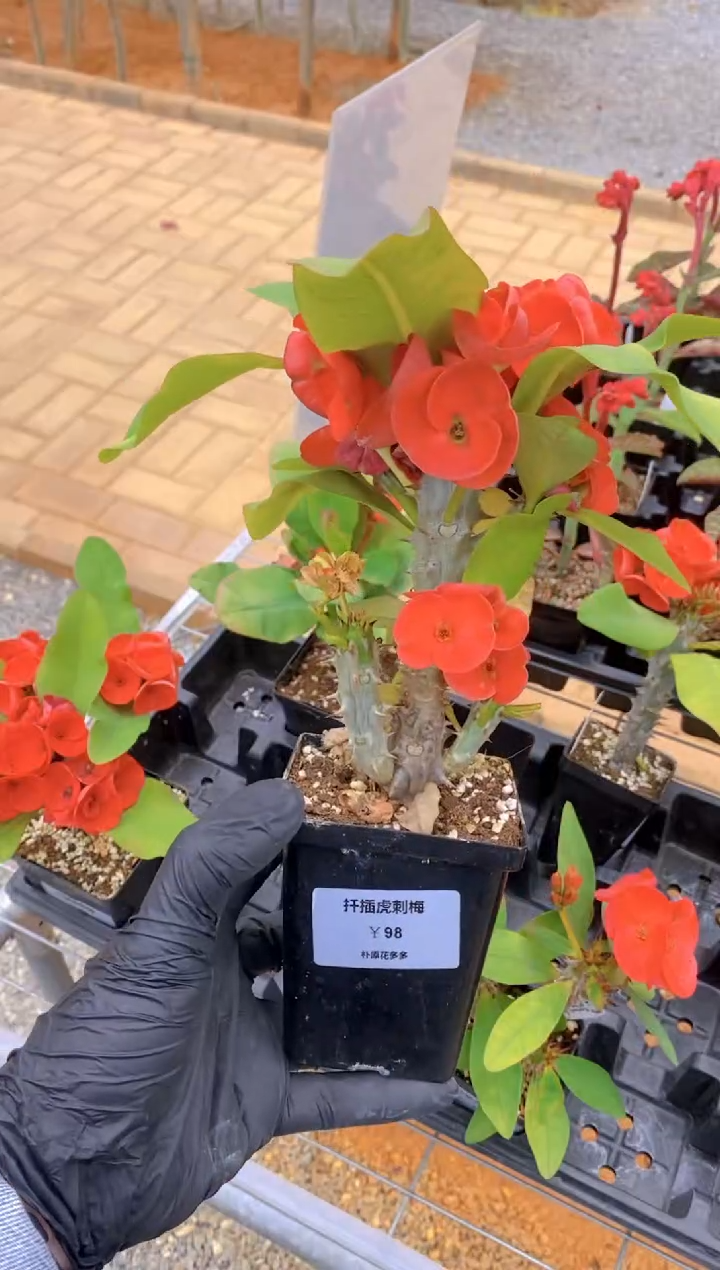 【闪购商品】扦插虎刺梅FB-1207