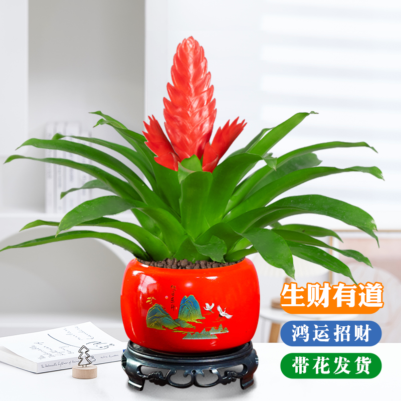 招财手鸿运当头盆栽植物花卉玉扇室内好养客厅四季开花大盆办公室