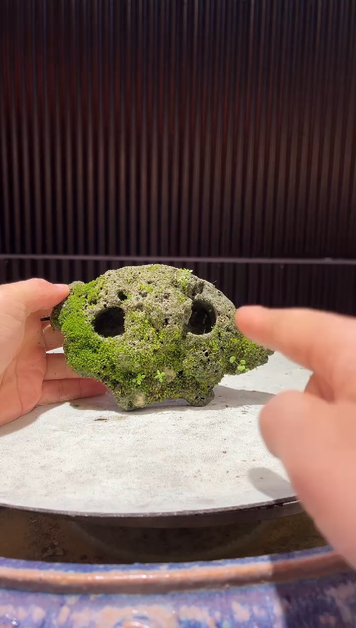 造型吴定石一物一拍专属