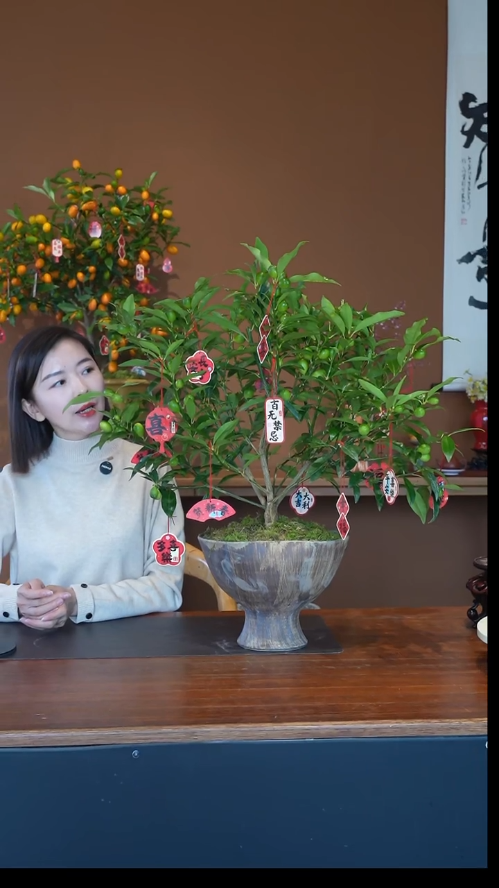 全部花朵脆皮金枣绿盆景