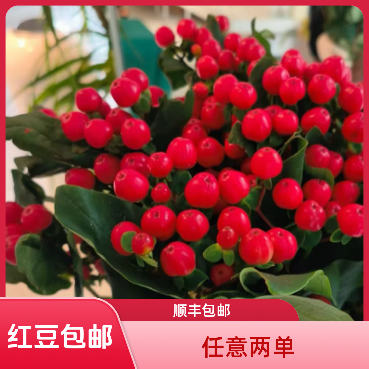 （鲜花次日达）5支红豆15块8