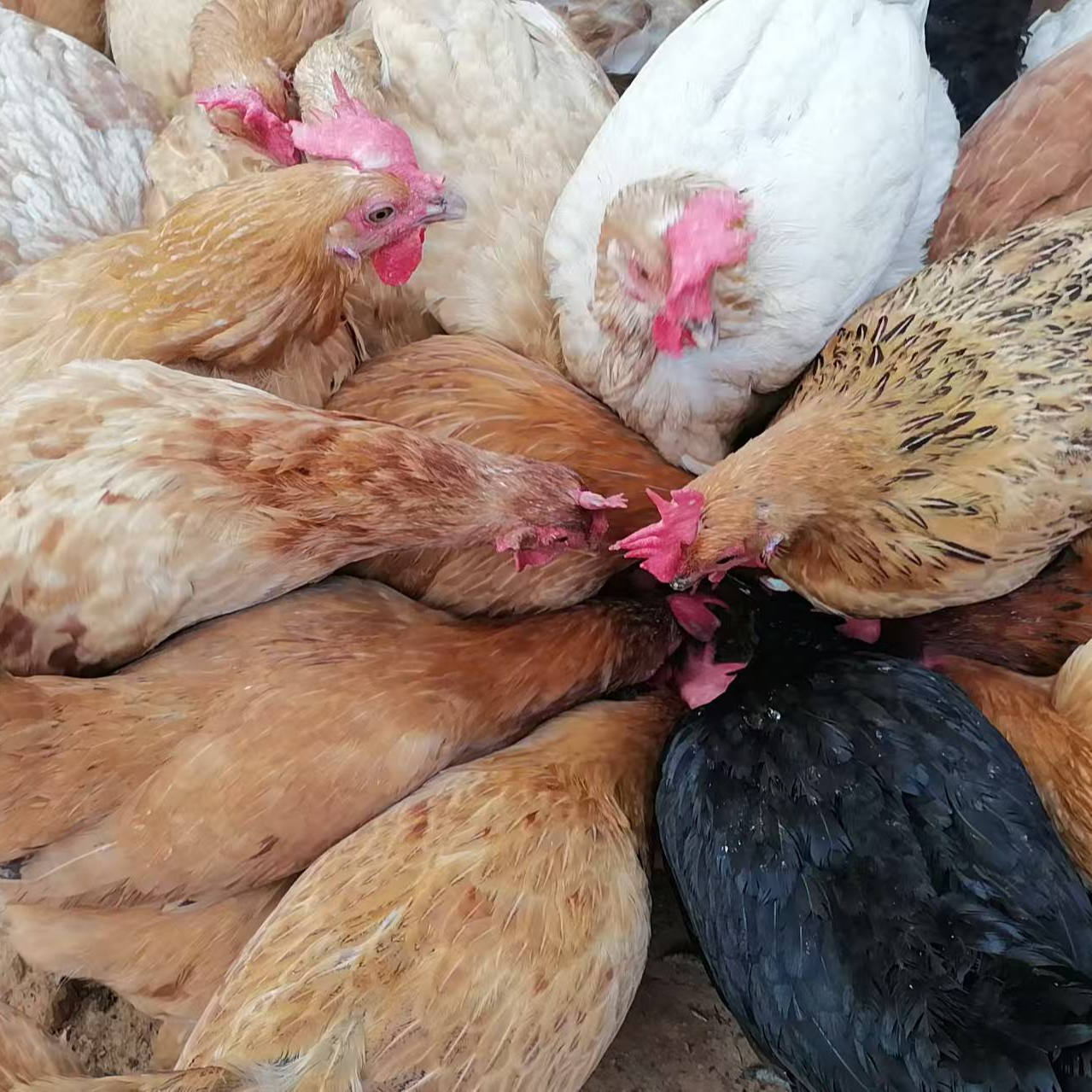 农家散养老母鸡【顺丰 包邮】