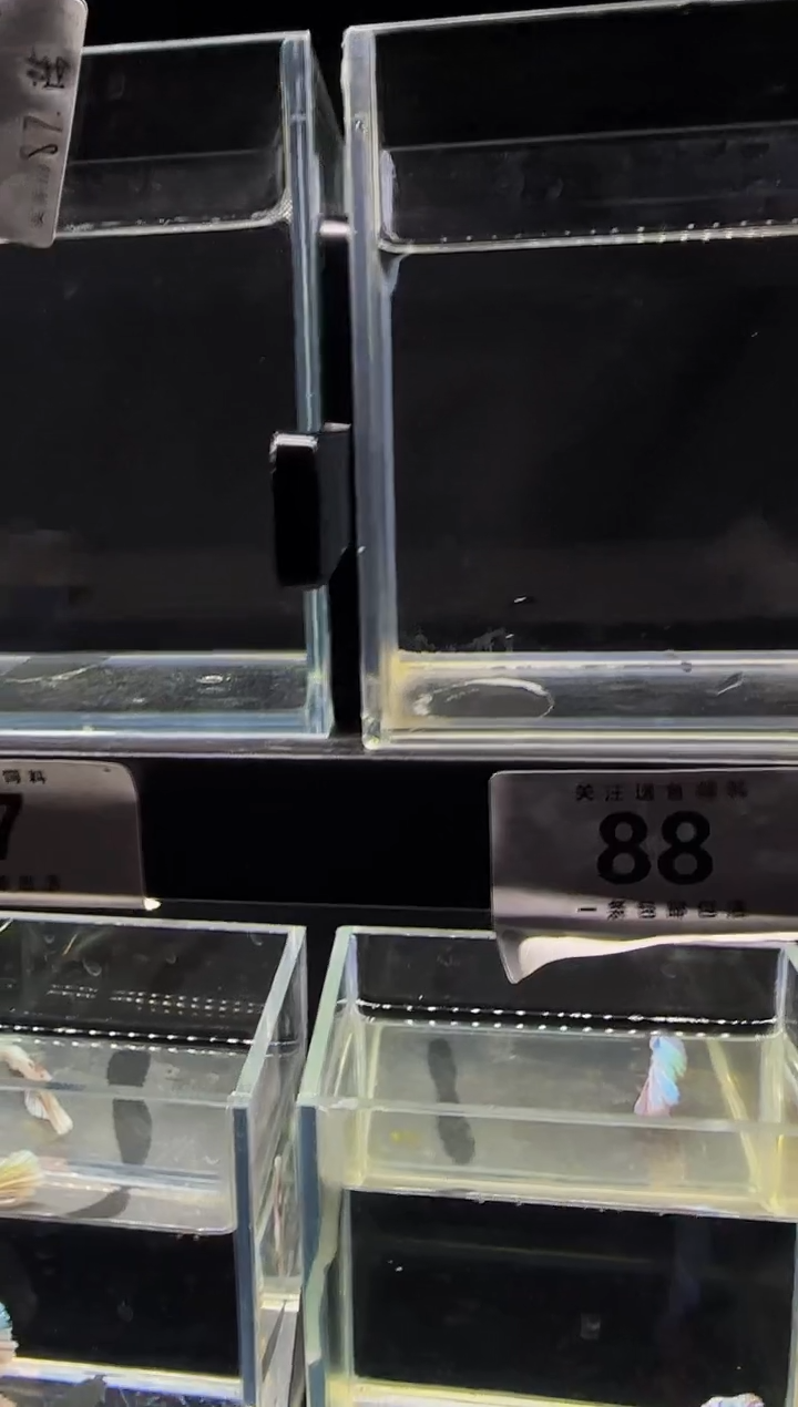 斗鱼泰国斗鱼竞拍0091