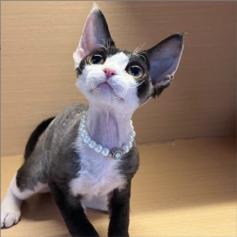 （沼泽德文猫）T小猫咪活体