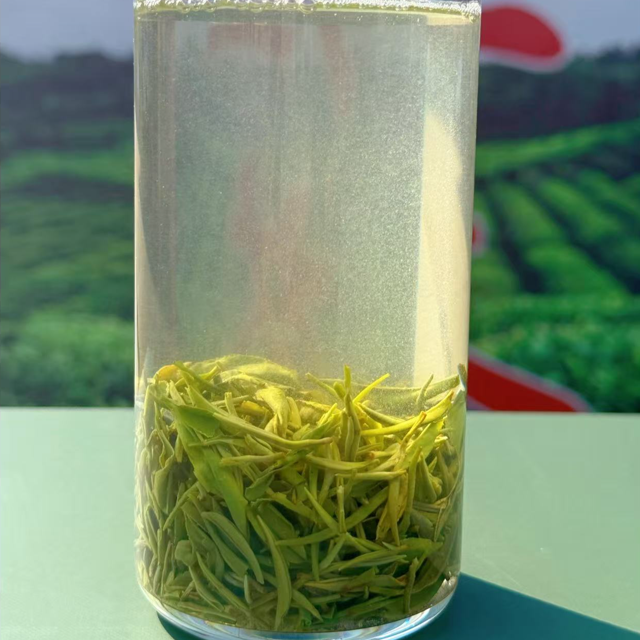 正宗高山信阳毛尖 谭家河高山老旱茶群体种 排剪头采娄头