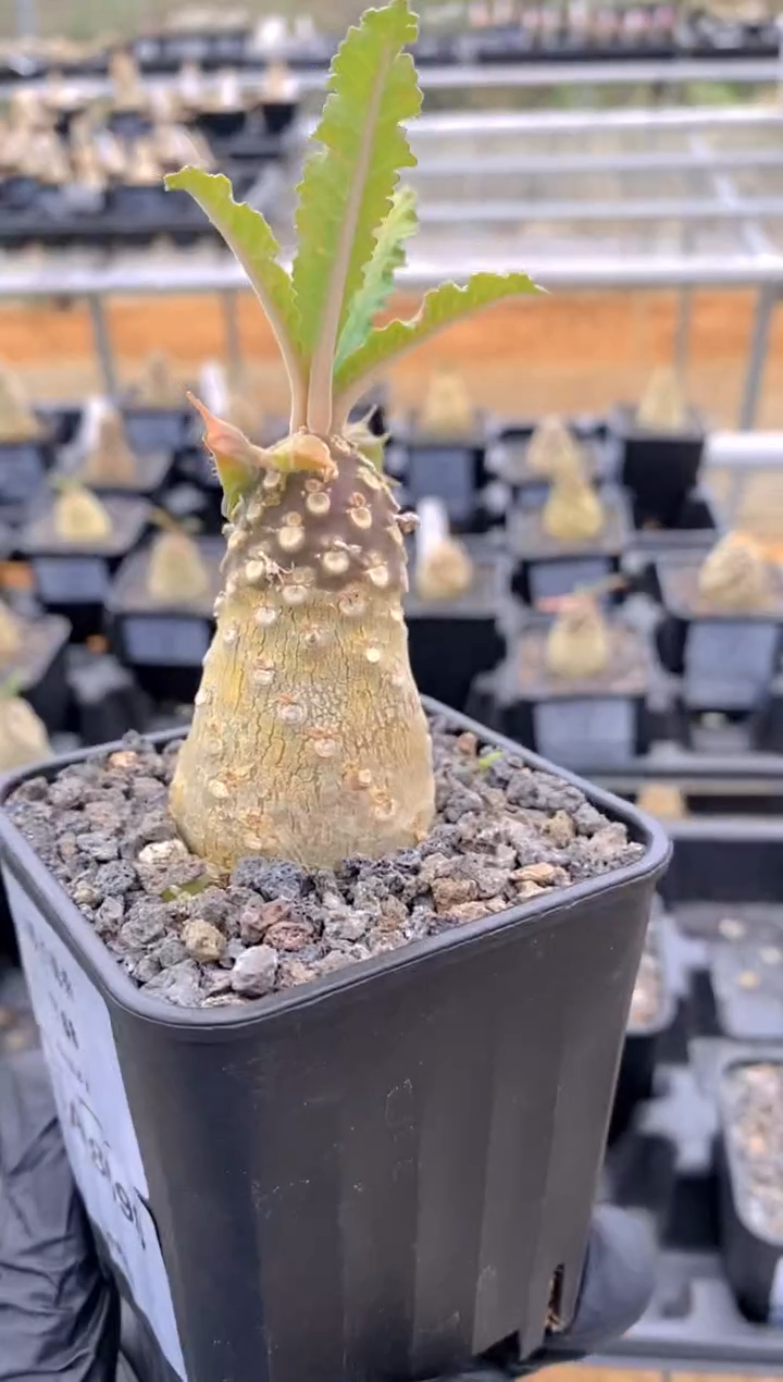 【闪购商品】椰子琉桑FA-8698