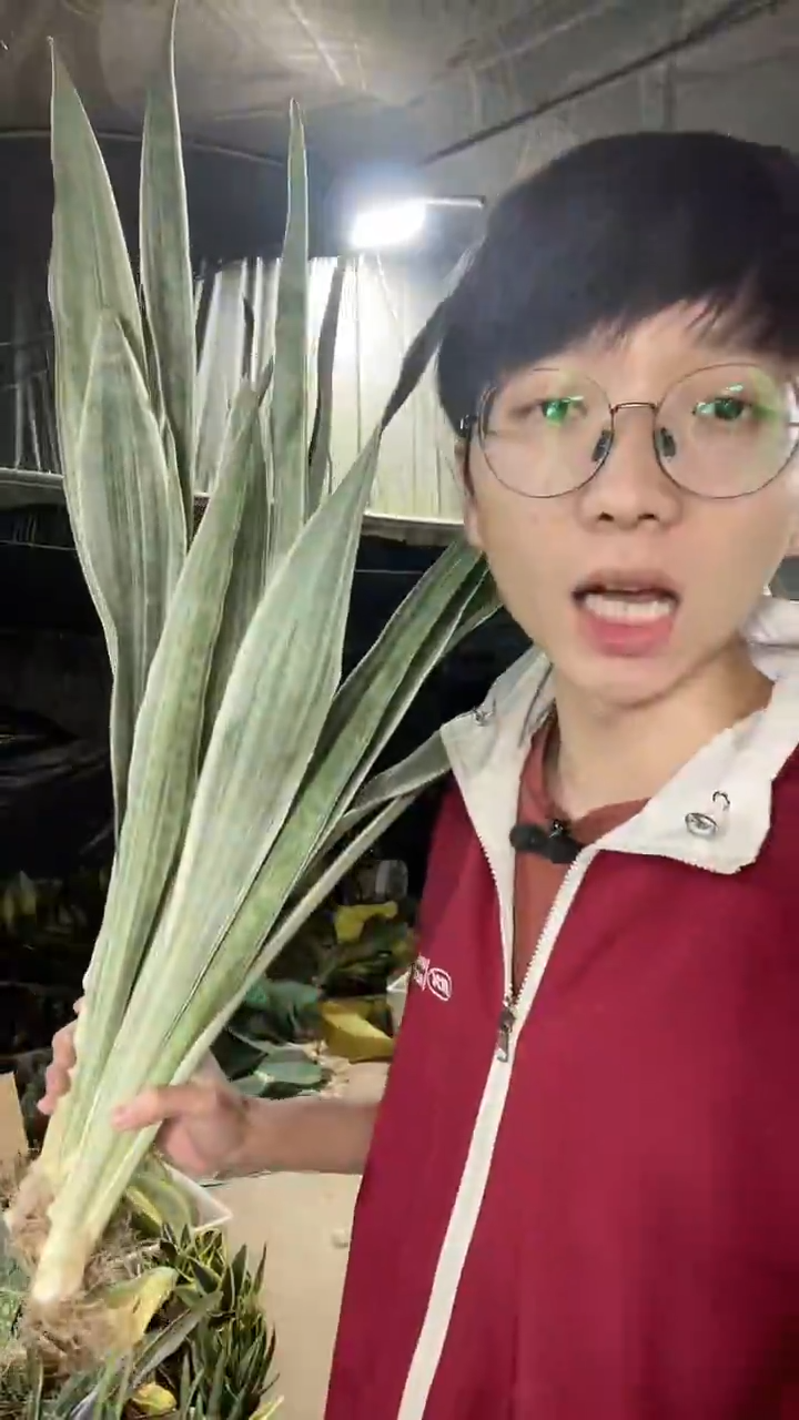 雪纹蓝龙裸根4棵28.8