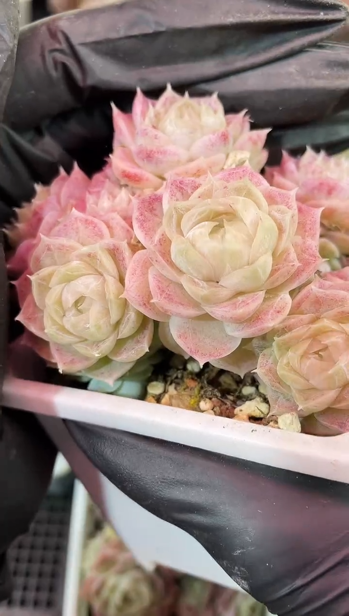 闪购2152 BF系列紫体多肉一颗