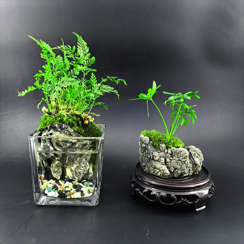 狼尾蕨&罗汉松~桌面茶盘茶桌室内绿植懒人好养盆栽