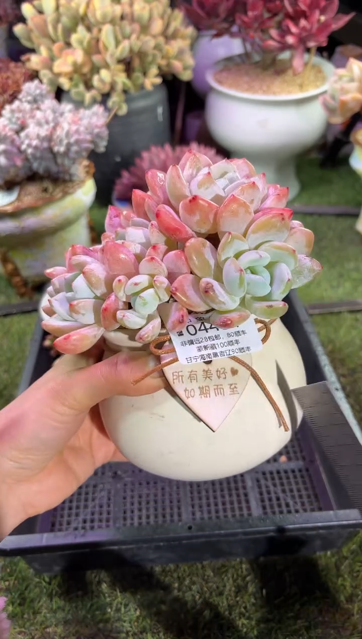 【闪购商品】04431脱土带盆