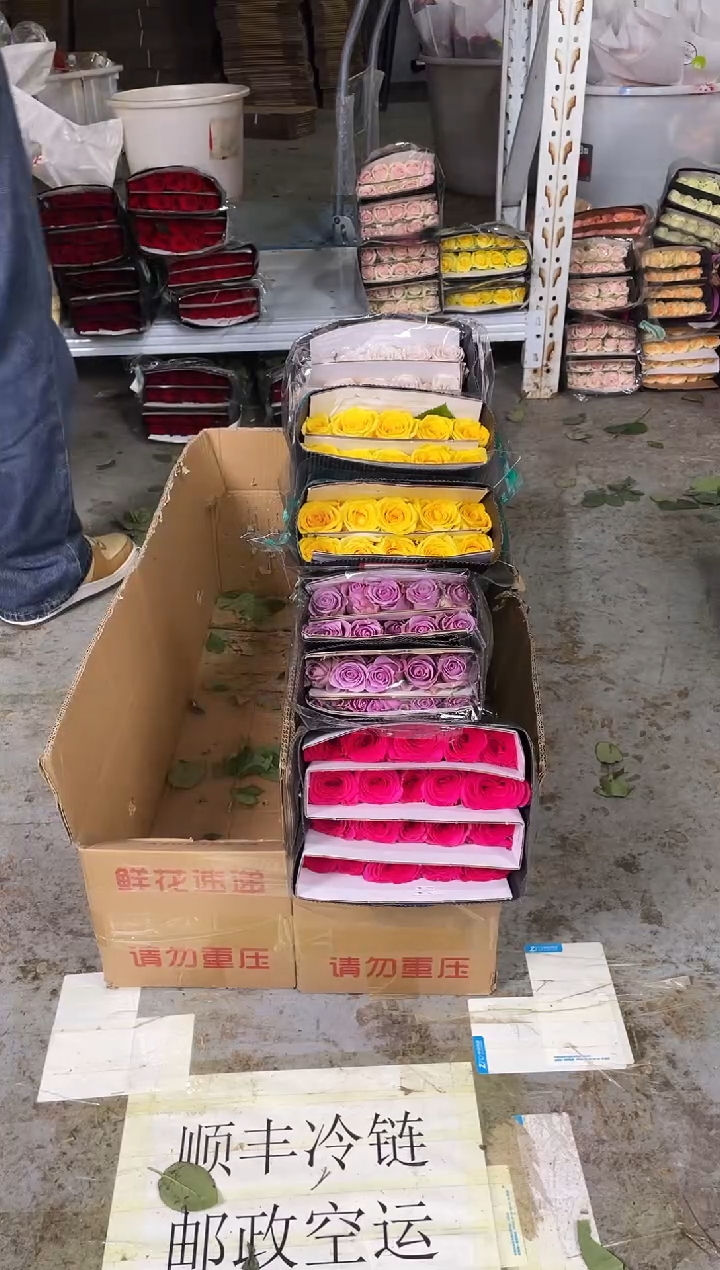 金枝20枝+佛洛依德20枝+紫霞20枝+曼塔20枝 