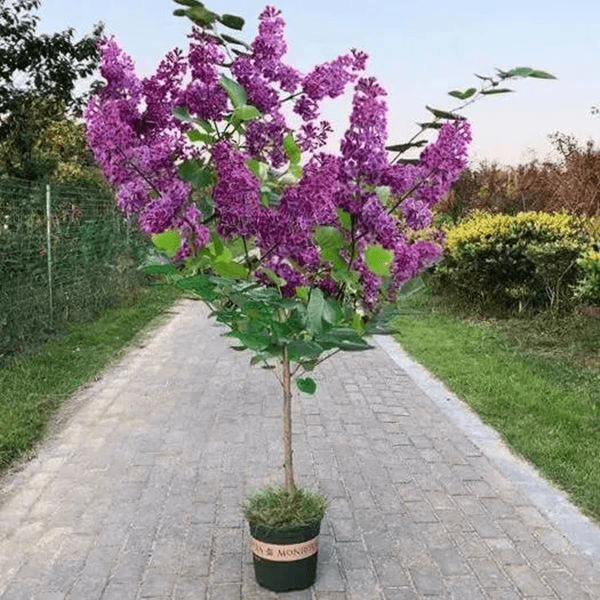 丁香花树苗紫丁香花苗盆栽花卉庭院地栽植物观赏绿化苗木当年开花