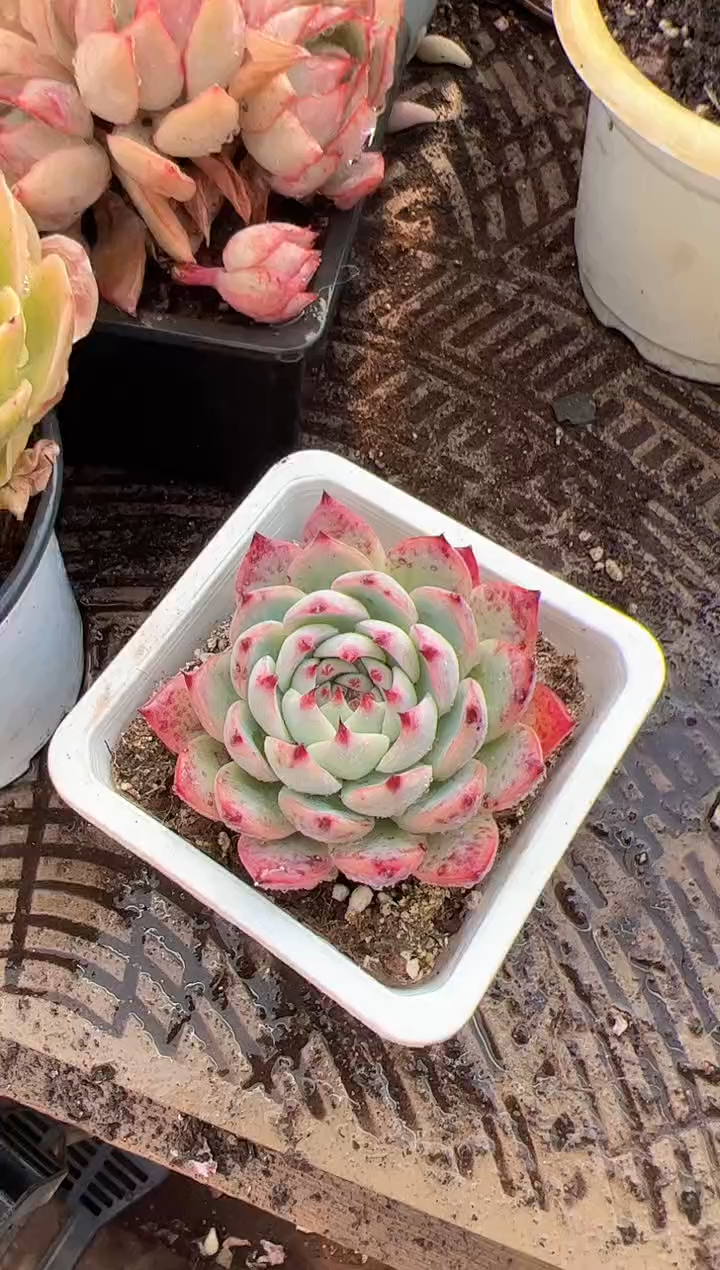 美*滋多肉植物一物一拍11245