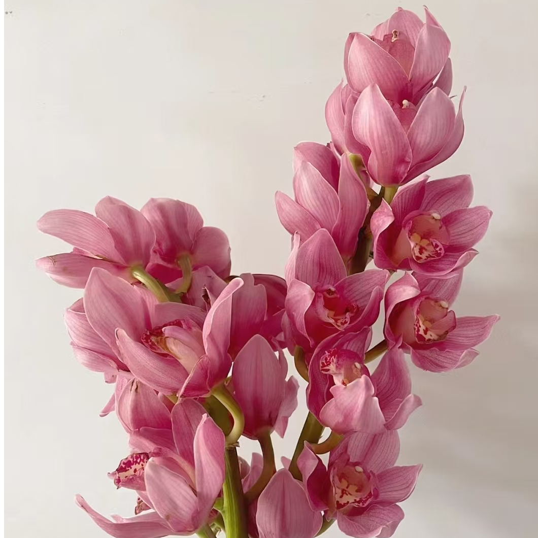 英雄 4支剑 直兰  深粉色大花蕙兰年宵花  带花苞发货  210盆