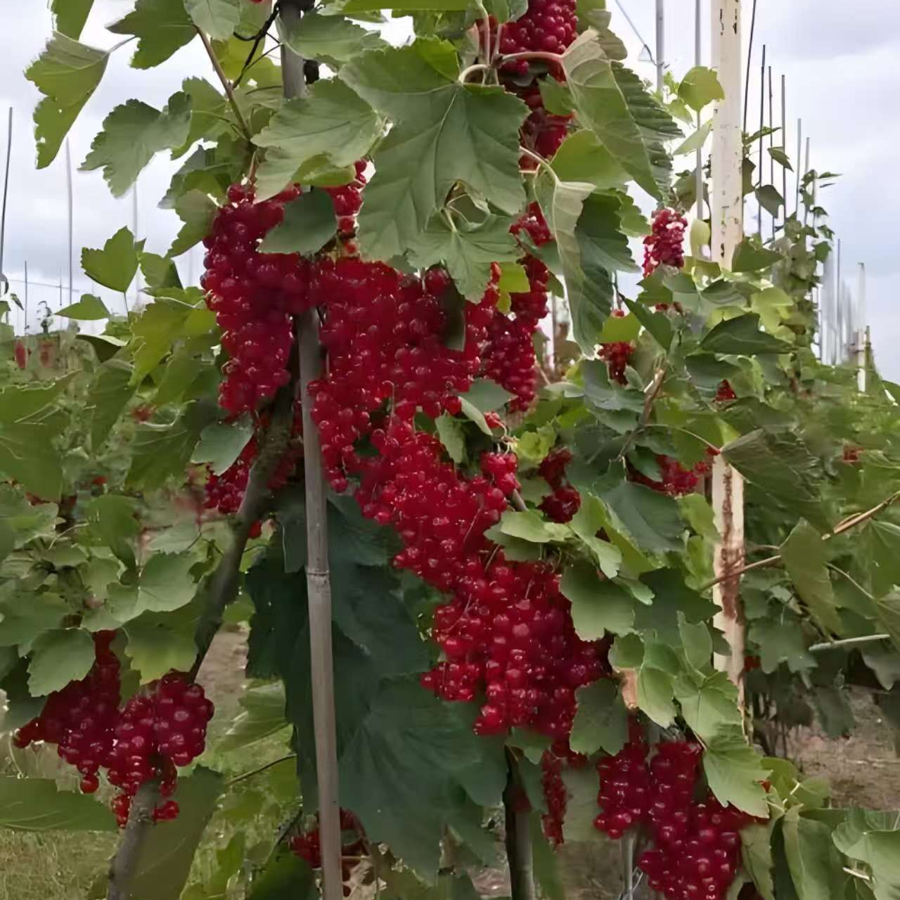 正宗黑加仑树葡萄耐寒葡萄树苗盆栽阳台庭院种植花果无缺果树苗