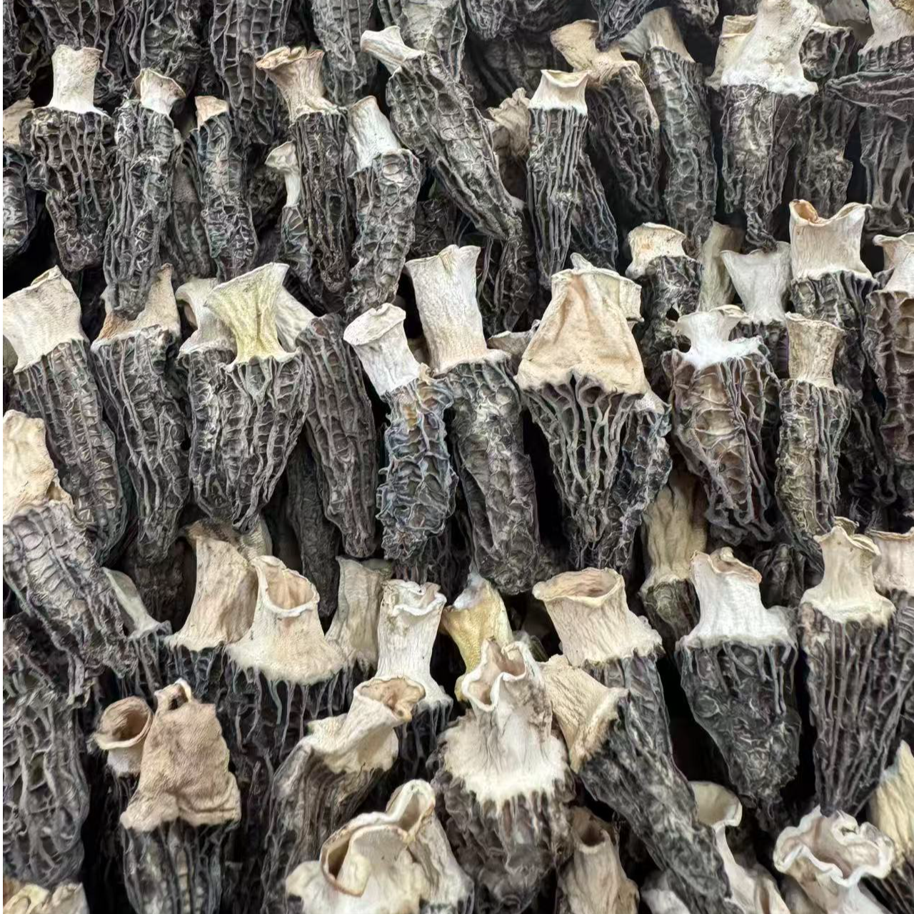 羊肚菌干货贵州农家仿野生种植高山