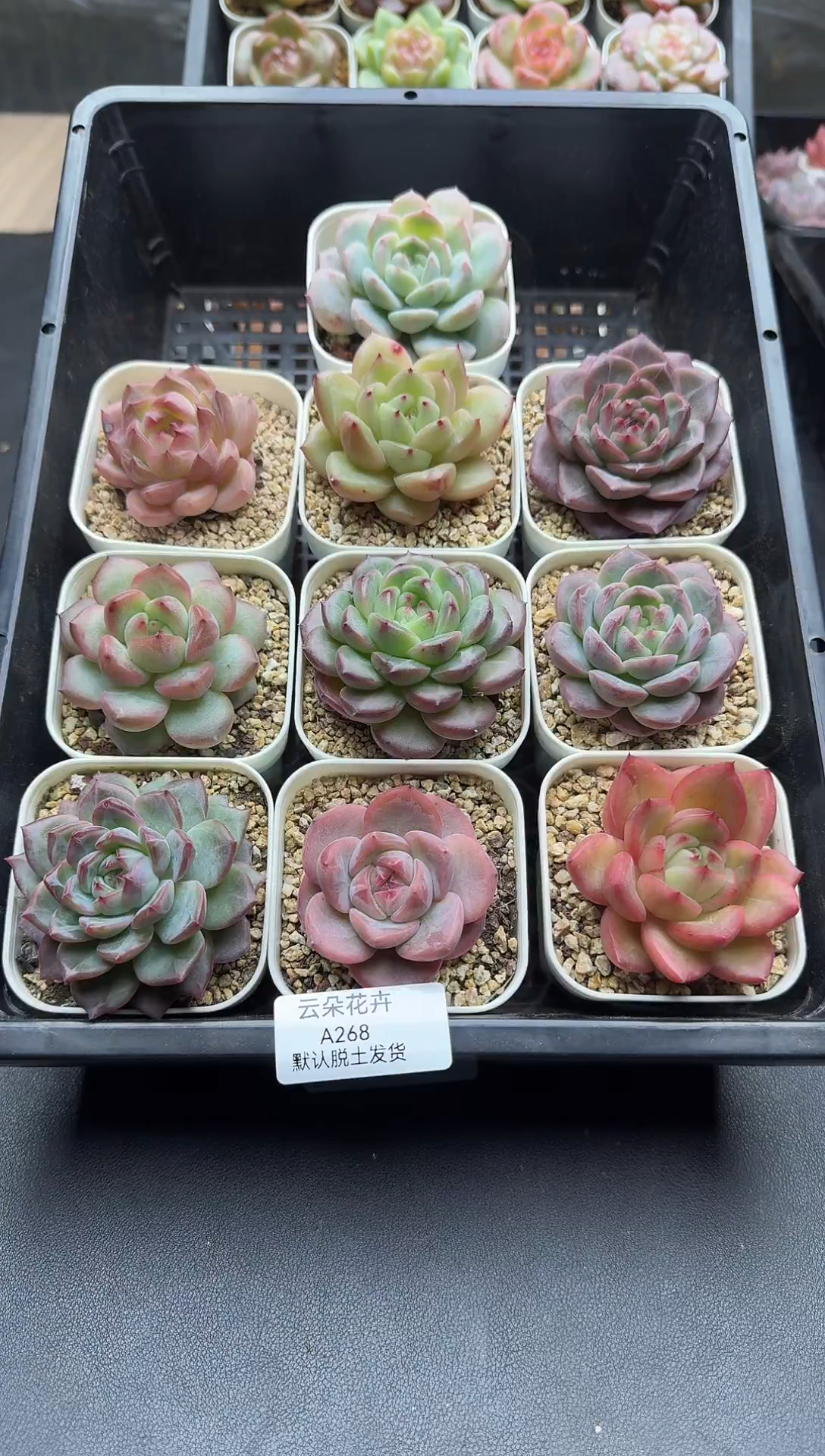 珍妮杂交多肉a268