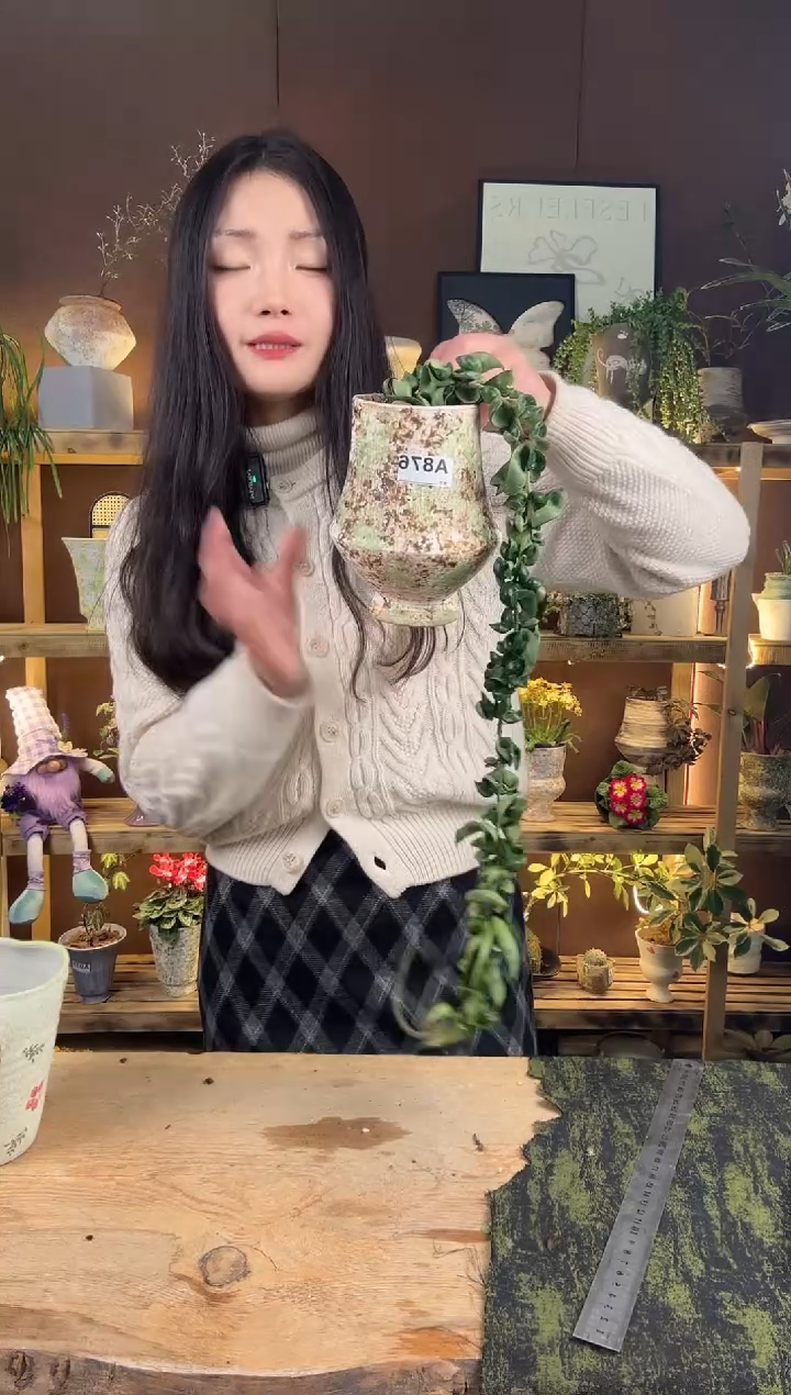 以实际为准卷叶球兰加盆一套876