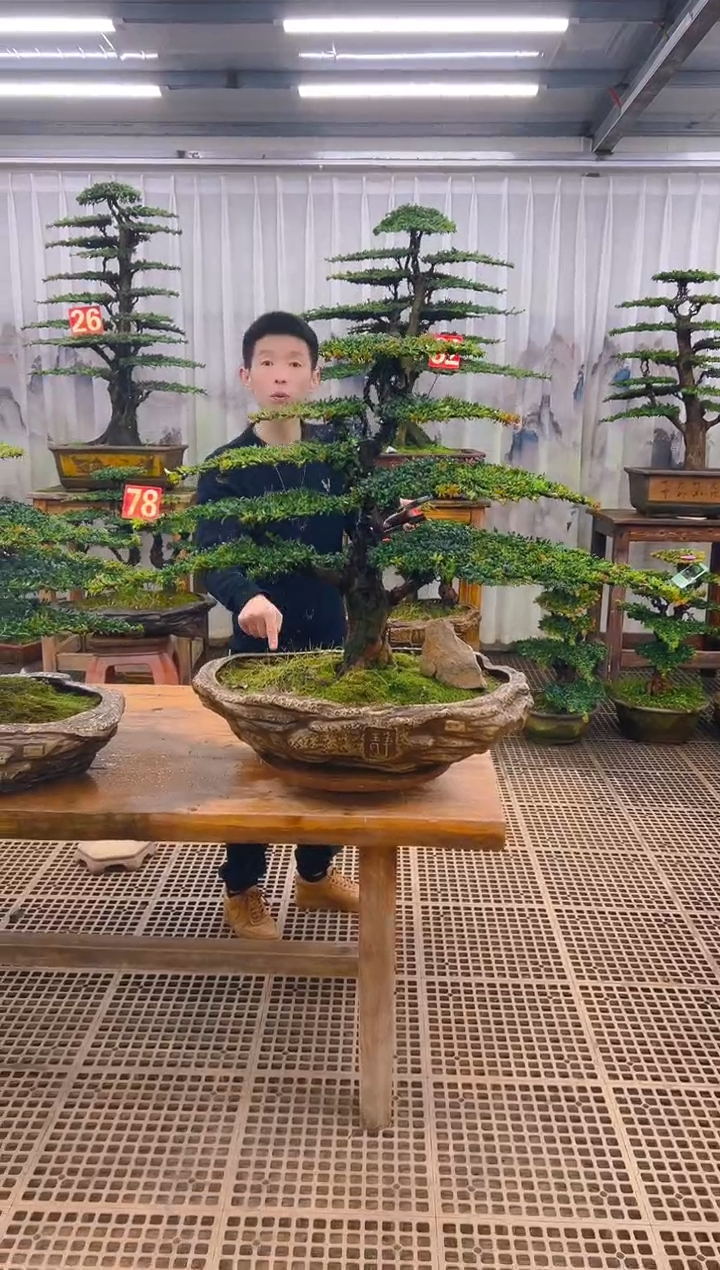 无花朵精品盆景直播间一物一拍