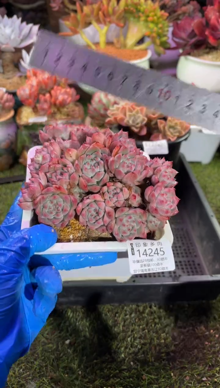 【闪购商品】14245