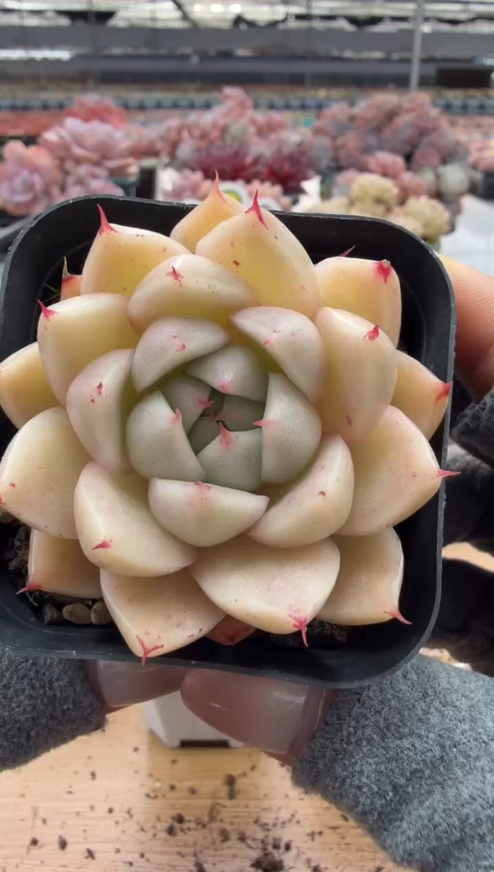 东云多肉园二店-91