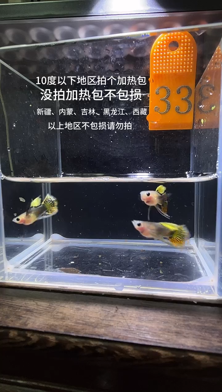 孔雀鱼红龙长公编号33