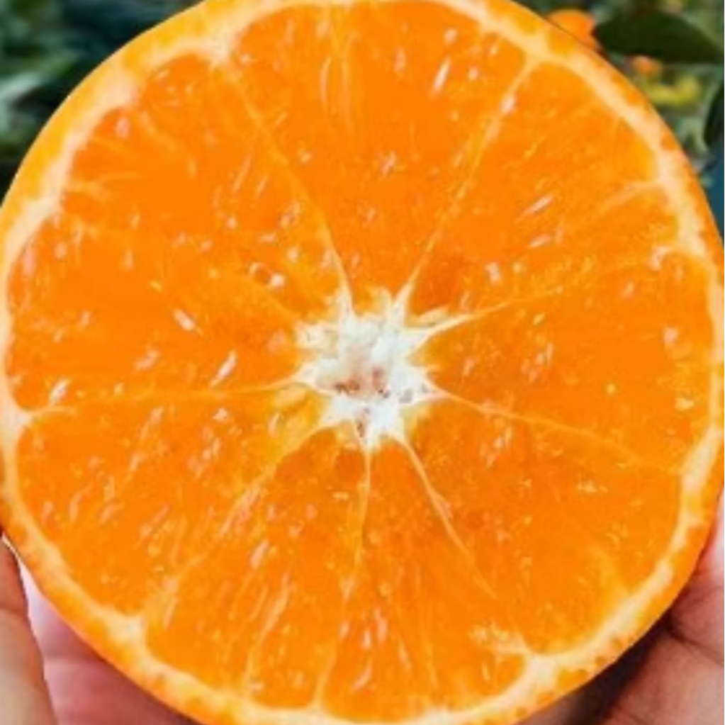 沃柑柑橘买2送1四季果树盆栽地栽绿植庭院果树嫁接裸根苗