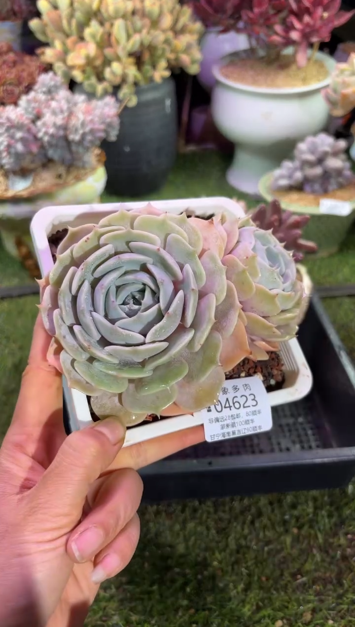 【闪购商品】04623