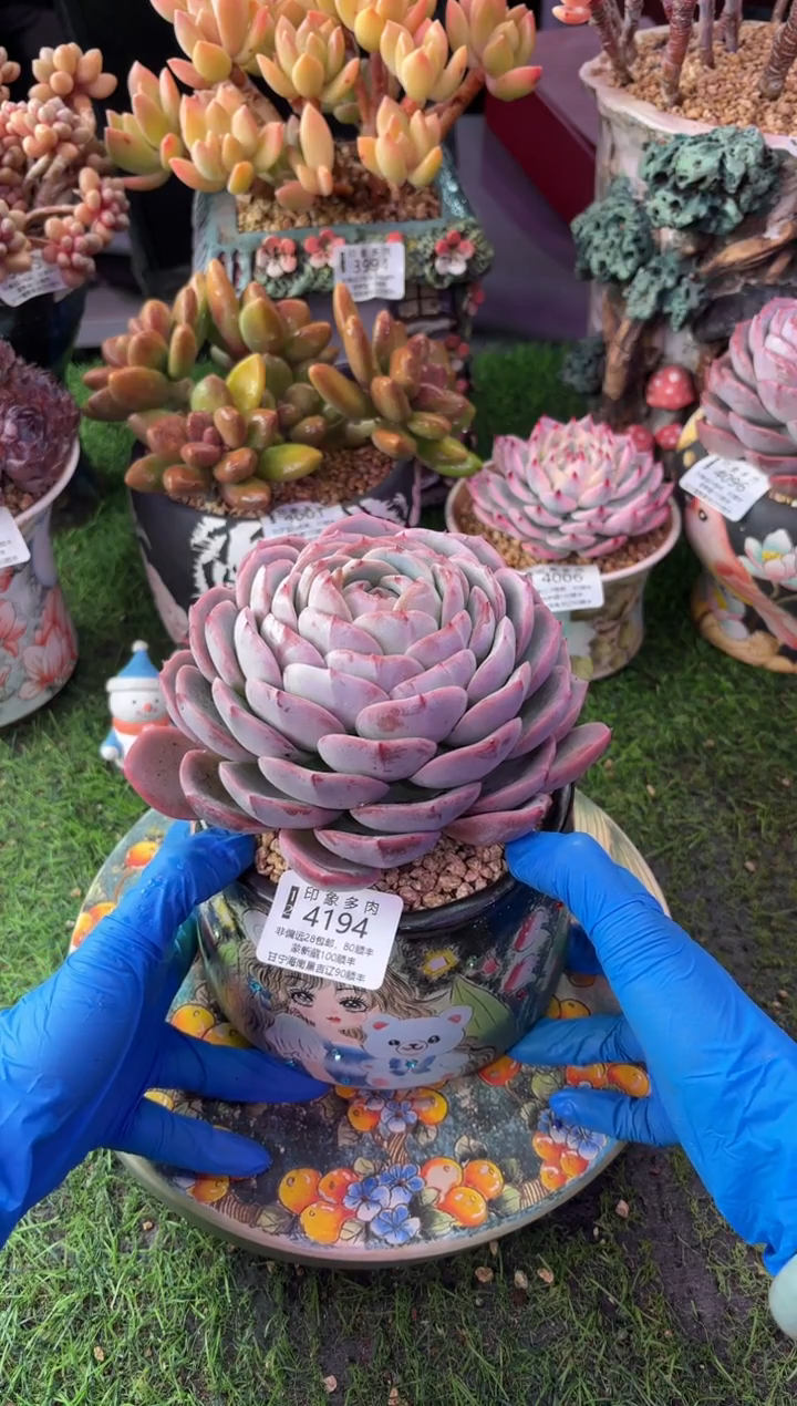 昆明印象多肉4194