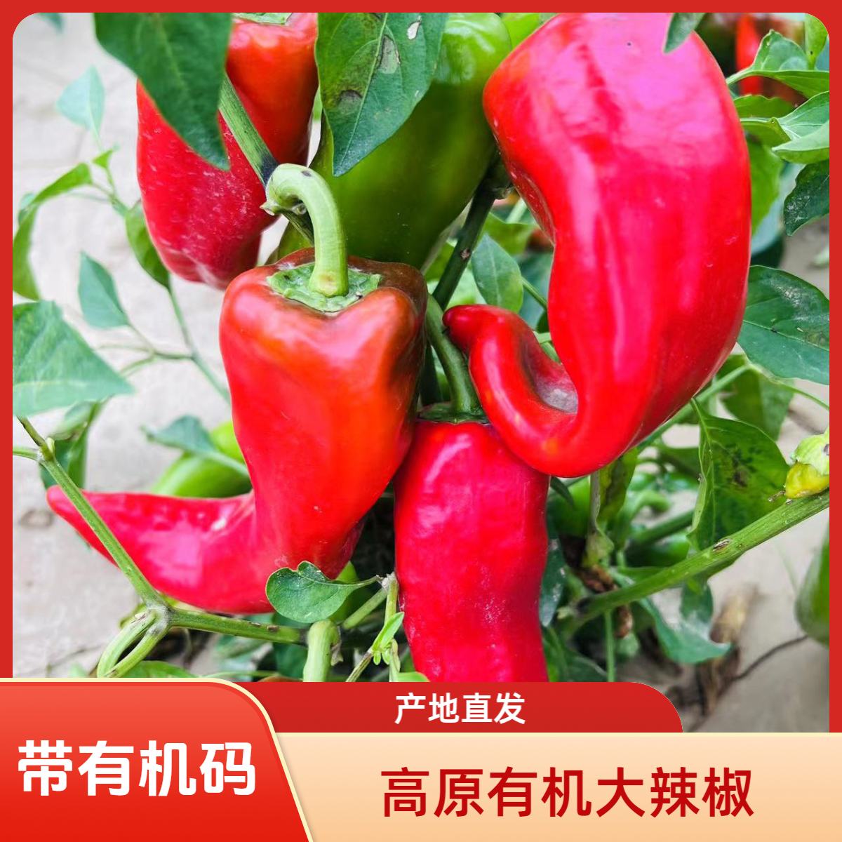 有机红辣椒1000克(李琬有机菜)