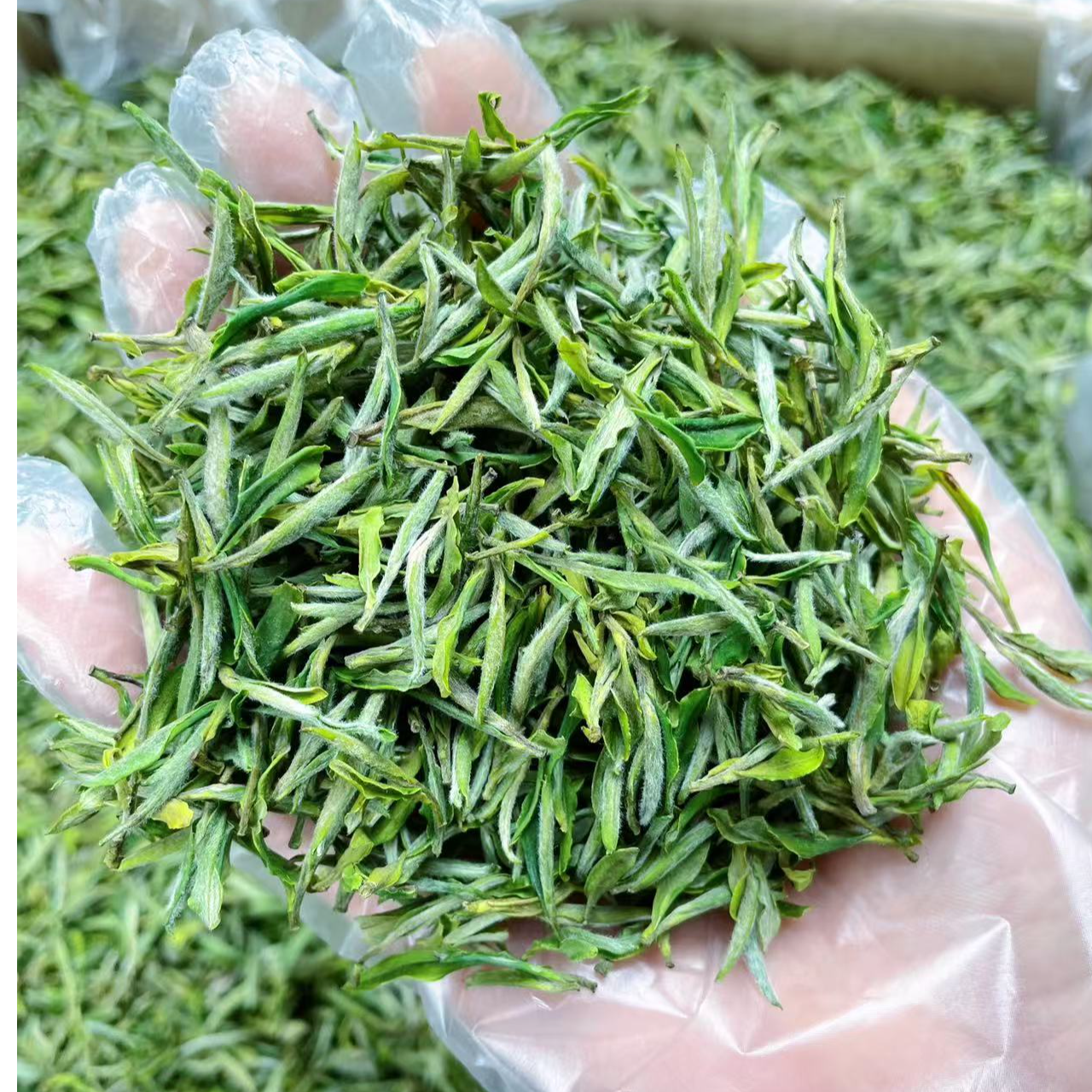  2025新茶上市 黄山土种毛峰 开园头采毛峰100g 250g安徽原产绿茶