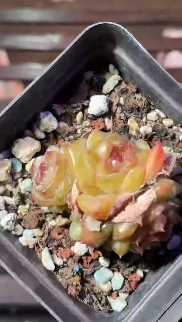 33-69 黄向日葵3-4厘米不包整散量拍发一颗