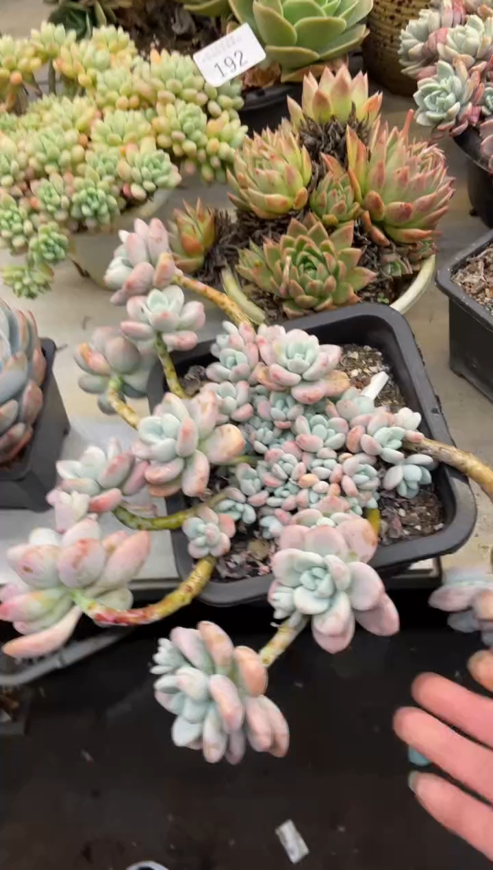 【闪购商品】198洛神