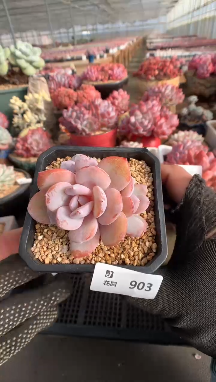 903奶茶一物一拍