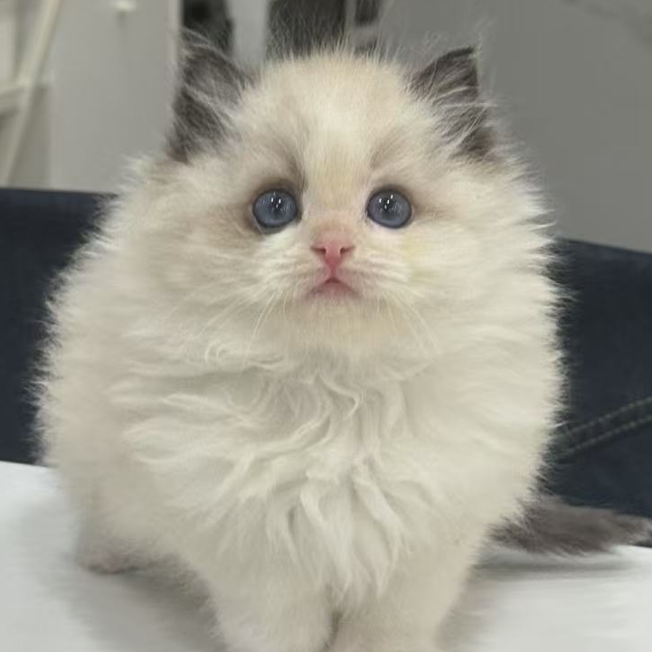 来了姊妹-海双布偶猫 弟弟 25