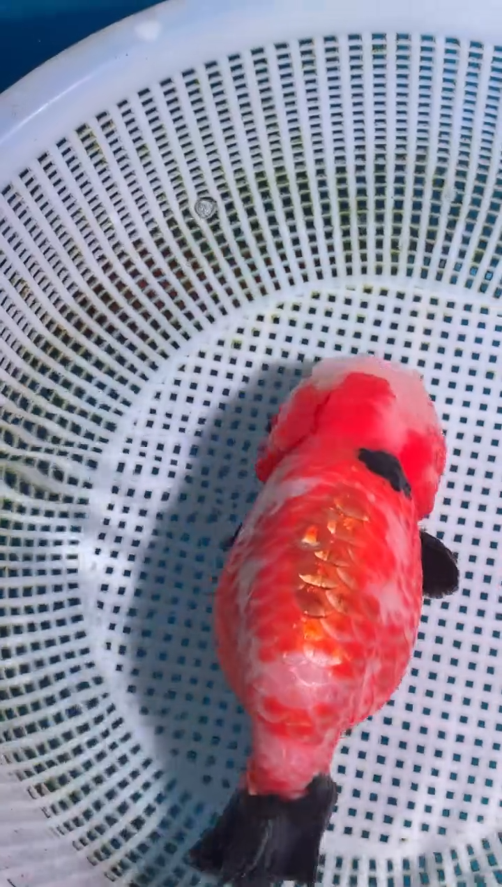 金鱼（运费到付，马印灯下展示）福州追鱼兰寿金鱼