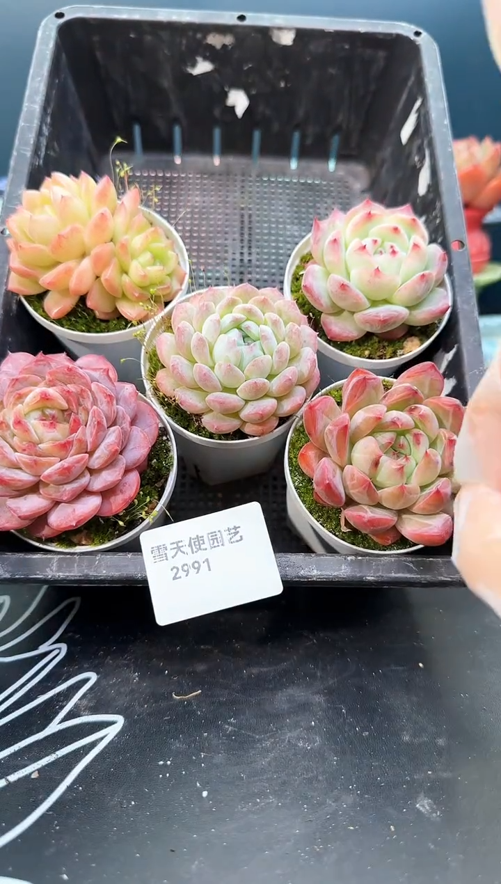 2 991  多肉  5 颗