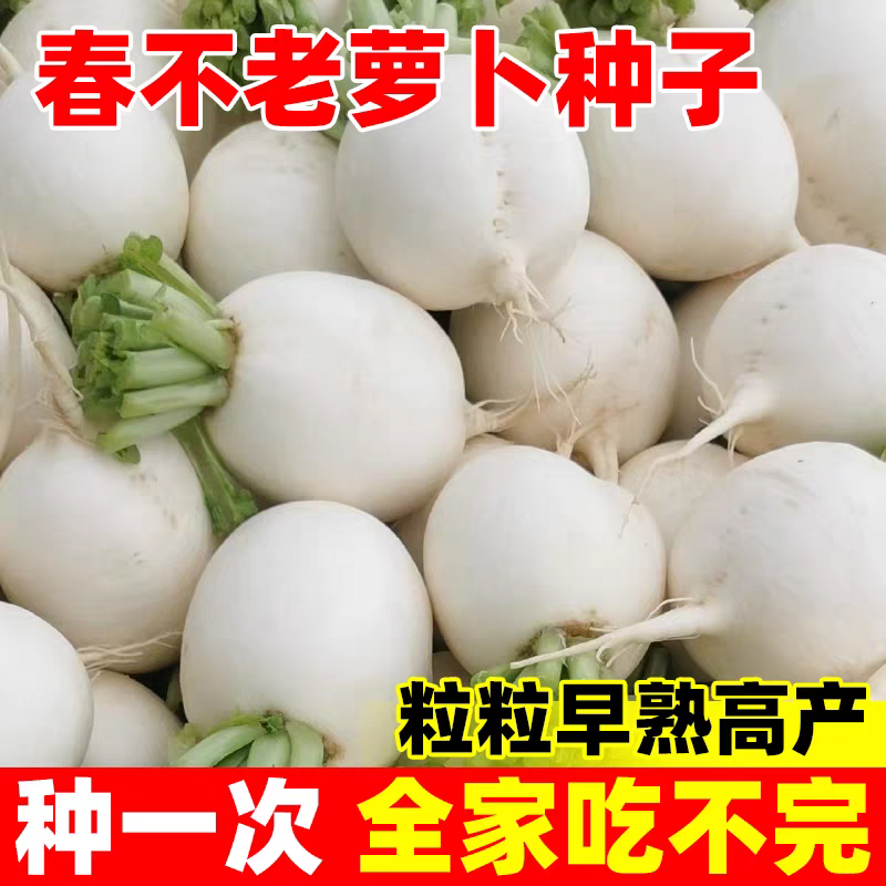 春不老白萝卜种子四季蔬菜春不老萝卜特大超甜水果萝卜种子